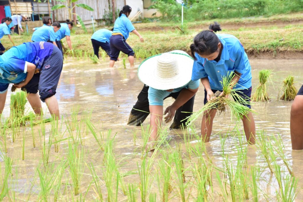 ลงแขกปลูกข้าว